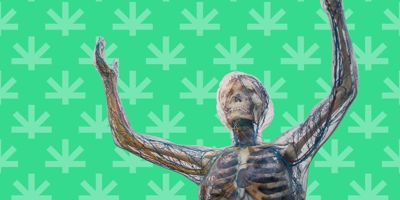 sistema nervioso transparente modelo cuerpo humano