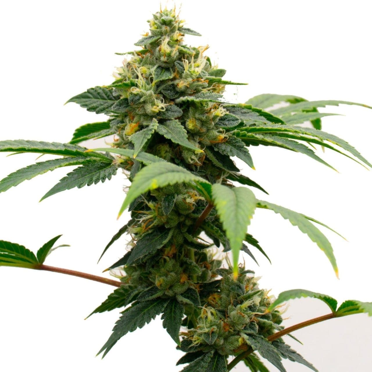 flowering cannabis plant